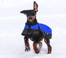 Waterproof Cotton Dog Coat