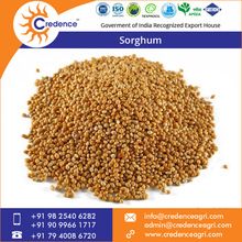 sorghum grains