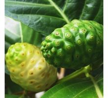 morinda citifolia fruit