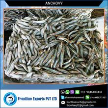 Anchovy Frozen Fish