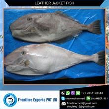 Frozen Leatherjacket Fish
