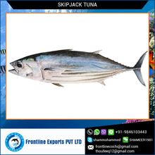 Skipjack Tuna Fish