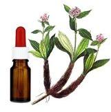 Spikenard Essential Oil