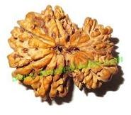 rudraksha and rudrani beads