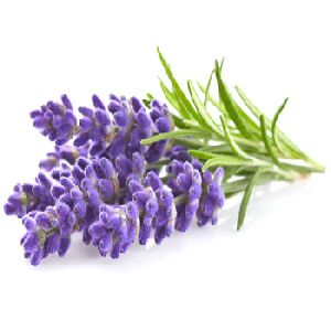 Aromatherapy Lavender Oil