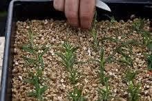 agriculture vermiculite