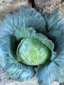 Fresh Cabbage