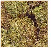 Moss Grass