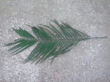 preserved Palm leaf