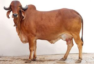 Gir Cow