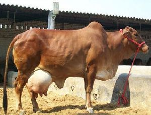 Sahiwal Cow