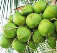 Tender Coconut