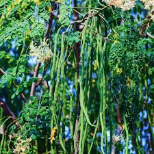 Moringa Leaves