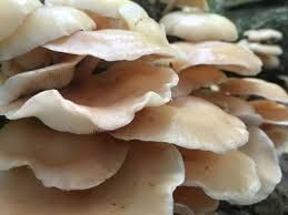 Oyster Mushroom