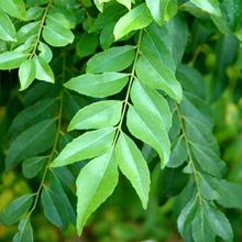 Organic Curry leaves