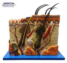 Skin enlarged anatomical model