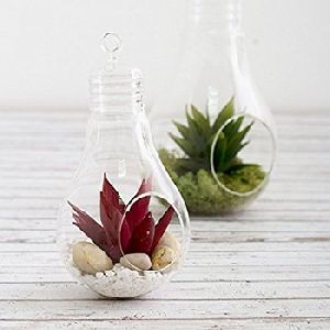 glass terrariums