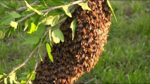 Honey Bee Hive