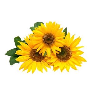 Sunflower Carrier Oil