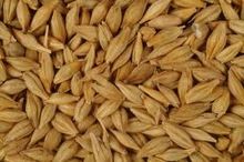 whole barley