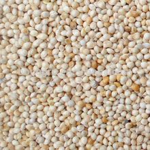 White Sorghum