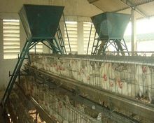 Poultry Feeding Hopper System