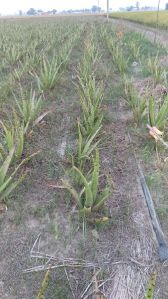 aloevera leaf