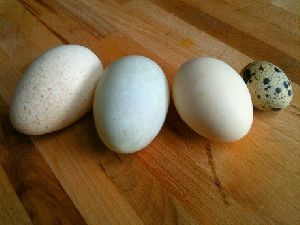 turkey eggs