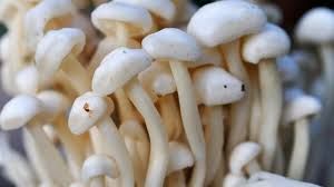 Fresh Mushroom