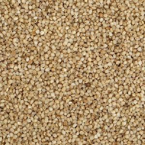 Little Millet Seeds