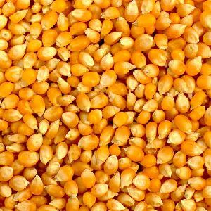 yellow maize seed
