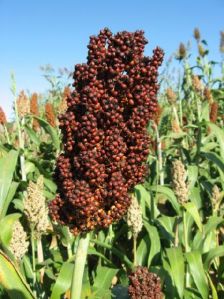 Sorghum Seeds