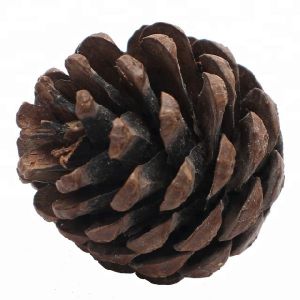 Potpourri Mini Pine