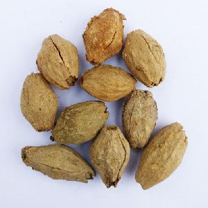 Melia Dubia Seed