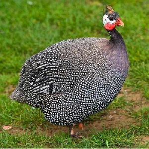 Guinea Fowl Chicken