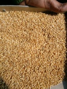 Wheat Seed