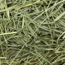 Timothy grass hay