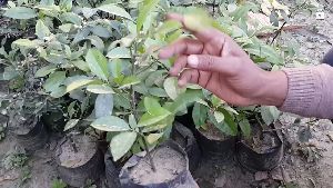 Kagzi Lemon Plant