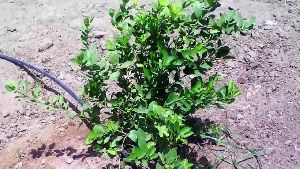 Seedless Lemon Plant