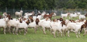 Livestock animals