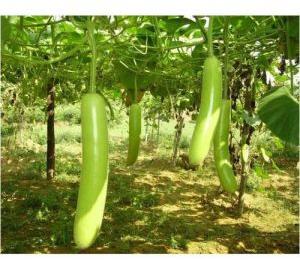 green bottle gourd