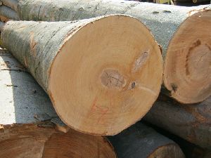 Wood beech ash oak