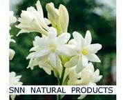 Tuberose Essential Oil