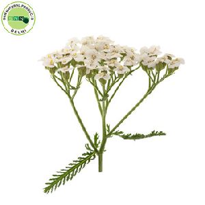 Yarrow Oil