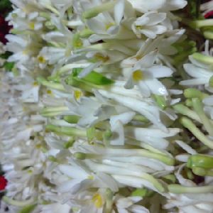Fresh Sampangi Flowers