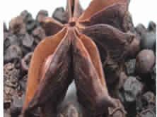 Saraca India bark