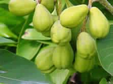 terminalia chebula fruit