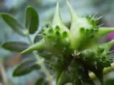 Tribulus terrestris fruit