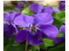 Viola odorata flower/leaf