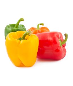 OLEORESIN-OIL : CAPSICUM OLEORESIN